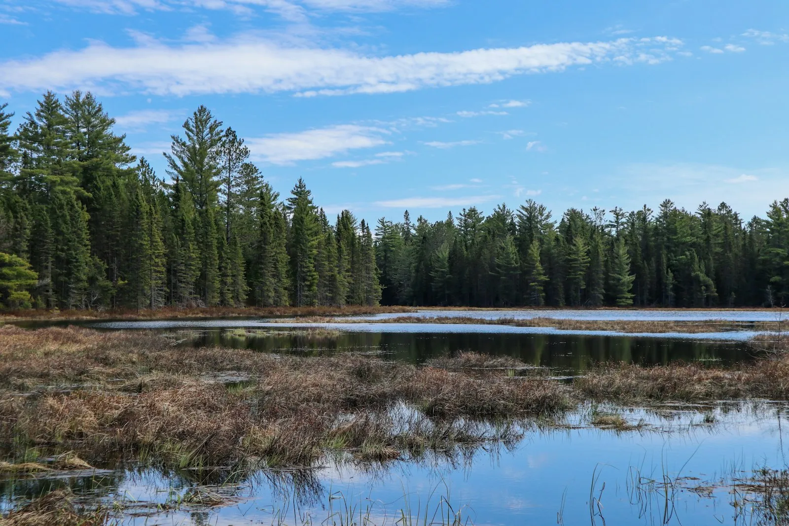 Pine forest along a calm blue Ontario lake
