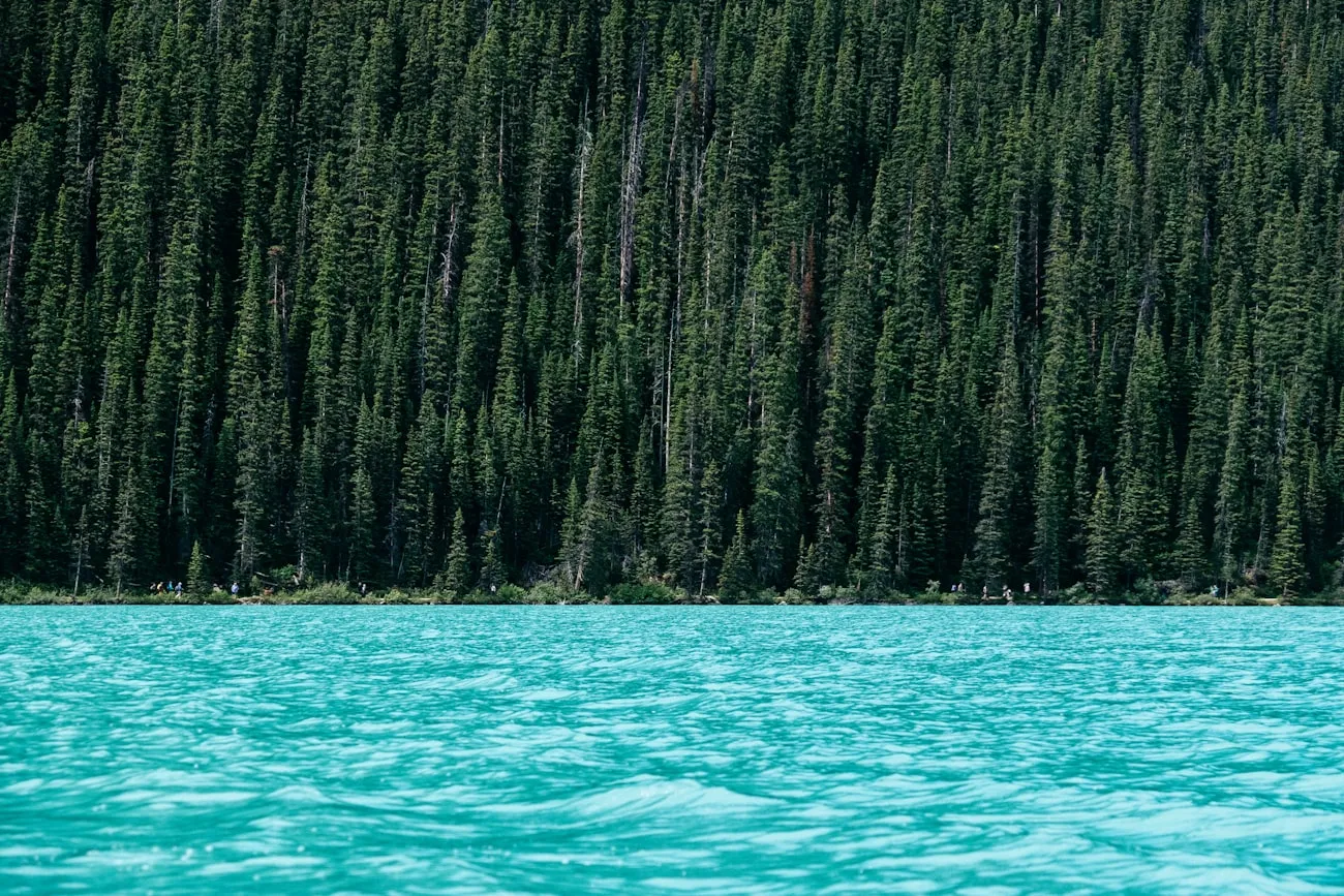 Evergreen forest along a turquoise glacial lake