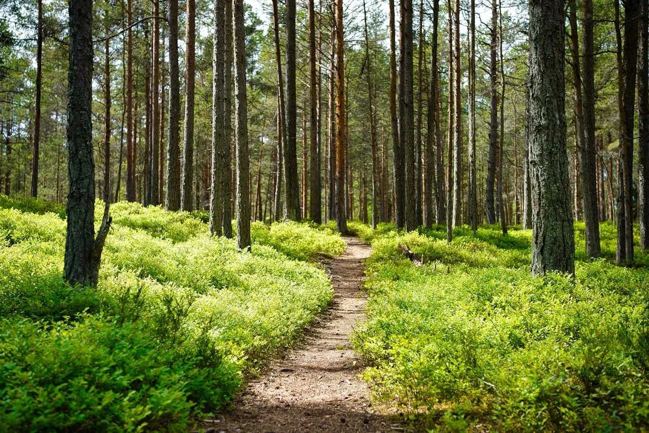 Why Eco-Luxury Is the Future of Canadian Travel